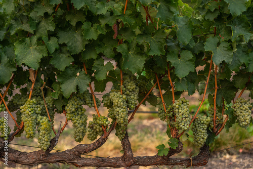 White wine grapes in a Northern California Vineyard