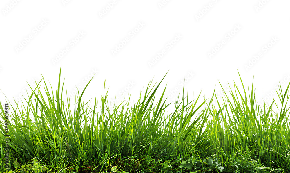 Fototapeta premium grassy border, green grass background isolated on a transparent png with a white background 