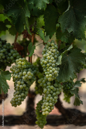 White wine grapes in a Northern California Vineyard
