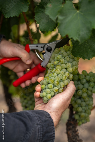 White wine grapes being harvested in a Northern California Vineyard