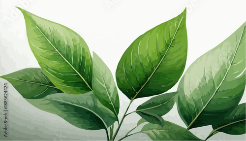 Minimalist green leaves vector illustration background white transparent