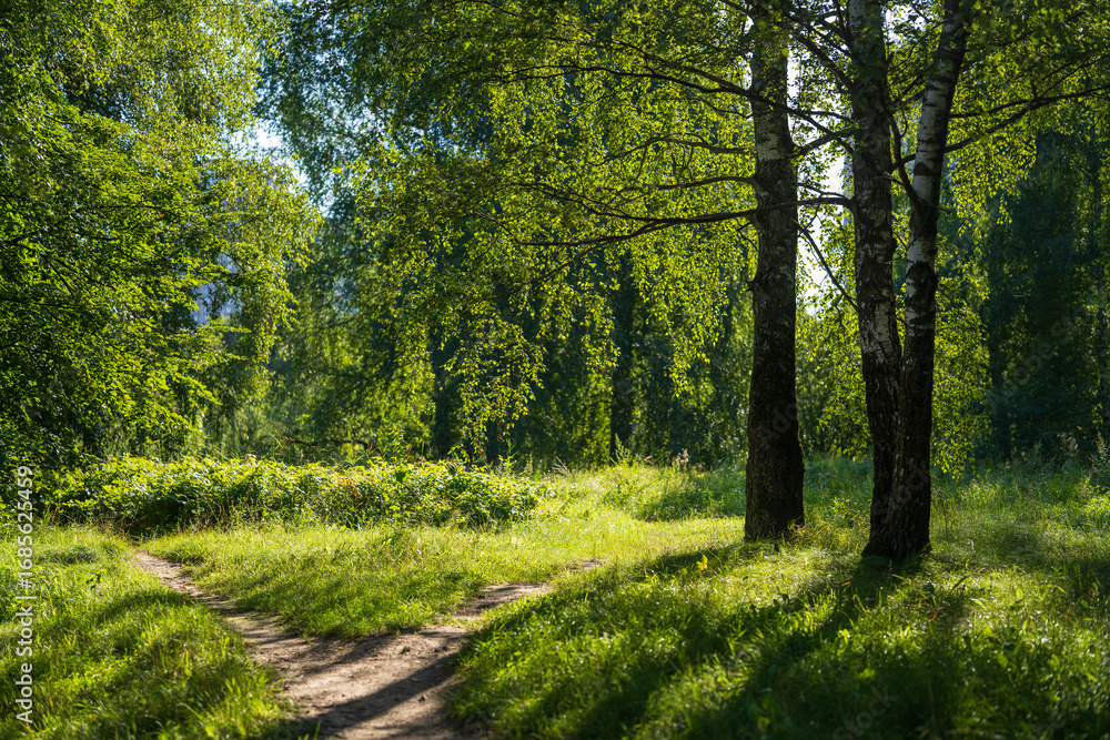 Naklejka premium Footpath in the woods. Path between birch trees. Path in the forest