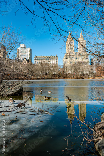 Park view with wildlife. Reflecting buildings over a serene lake in Central Park, ducks swim quietly under a clear blue sky in early winter.