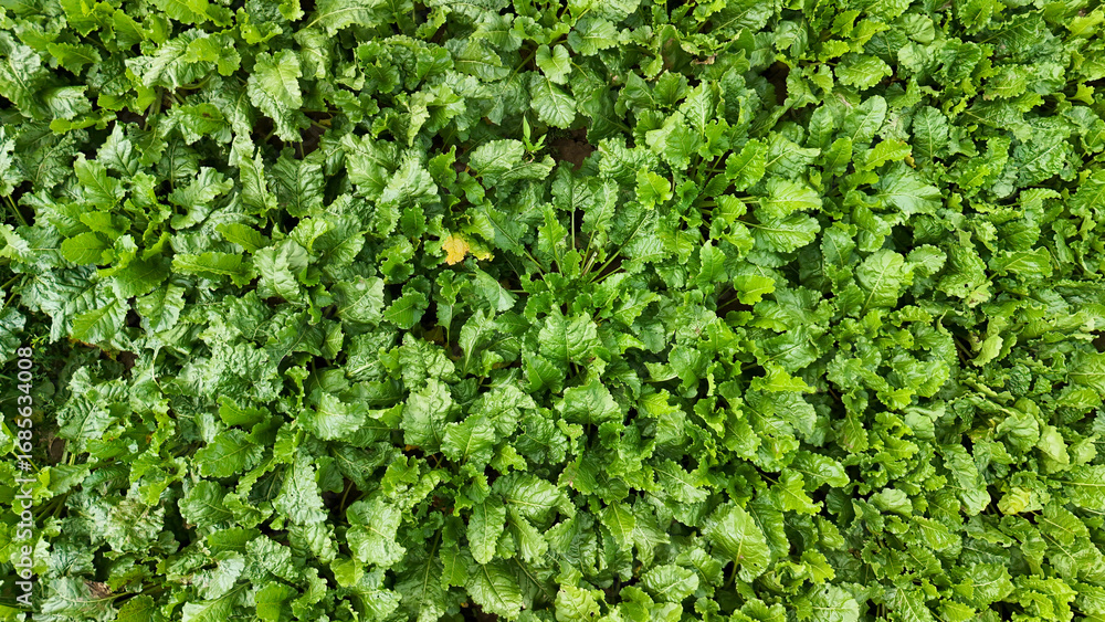 Obraz premium A lush green background filled with vibrant leafy greens, showcasing a dense crop or garden view. Ideal for illustrating themes of agriculture, health, and vitality.