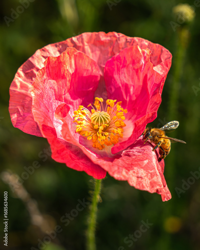 Bee on it's journey to a California Poppy