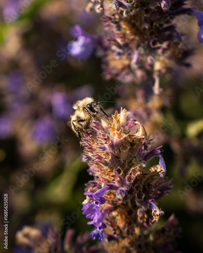 Close up bee on lavender