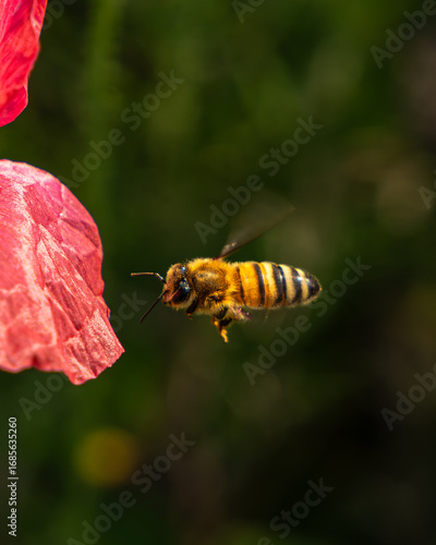 Macro Close-Up on Bee with Poppy flower