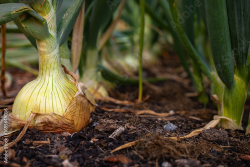 Onion field in the summer before crops are harvested