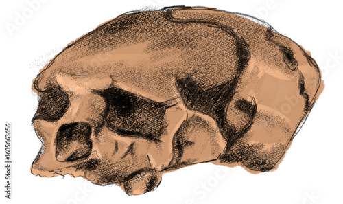 Illustration of a Homo erectus skull, representing an early hominin ancestor and a significant stage in human evolution