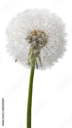 Wallpaper Mural Close-up of a dandelion seed head (18) Torontodigital.ca