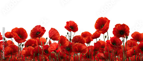 Vivid red poppies in dense cluster against a black background