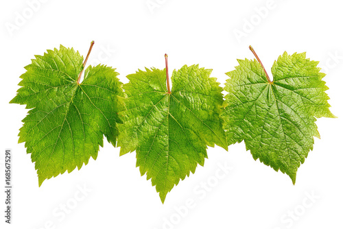 Three vibrant green grape leaves arranged horizontally against a black background.  Close-up view, showing fine details of leaf veins and textures