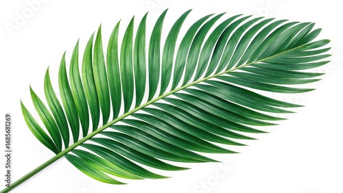 Single Palm Leaf Vibrant Gr...