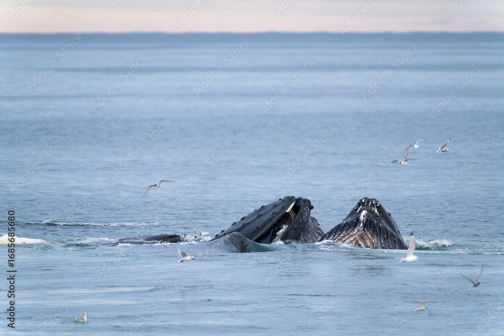 Fototapeta premium Humpback whale feeding near Svalbard coast, a majestic Arctic giant surrounded by seagulls in the cold polar waters.