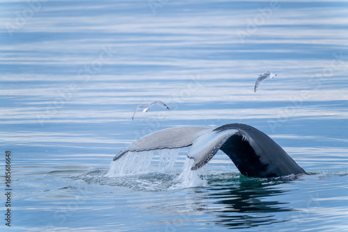 Humpback whale tail diving near Svalbard, a powerful moment in the Arctic wilderness captured in the cold polar sea.
