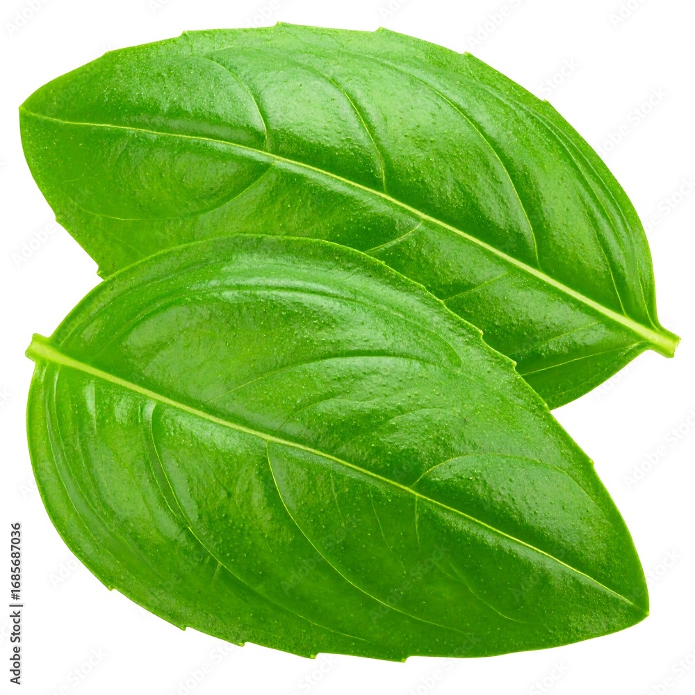 Fototapeta premium Two fresh basil leaves, vibrant green, close-up