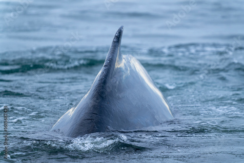 Humpback whale dorsal fin cutting through Arctic waters near Svalbard, a powerful encounter with the wild beauty of the polar seas.