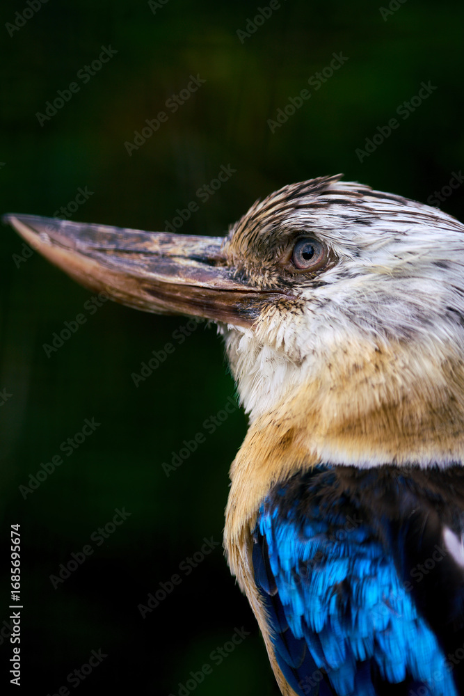 Fototapeta premium Vogelpark Walsrode