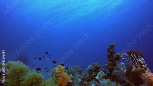 Wallpaper Mural Blue Water Coral Reef Fish. Tropical underwater sea fish. Underwater fish reef marine. Soft and hard corals. Underwater fish garden reef. Coral garden seascape. Torontodigital.ca