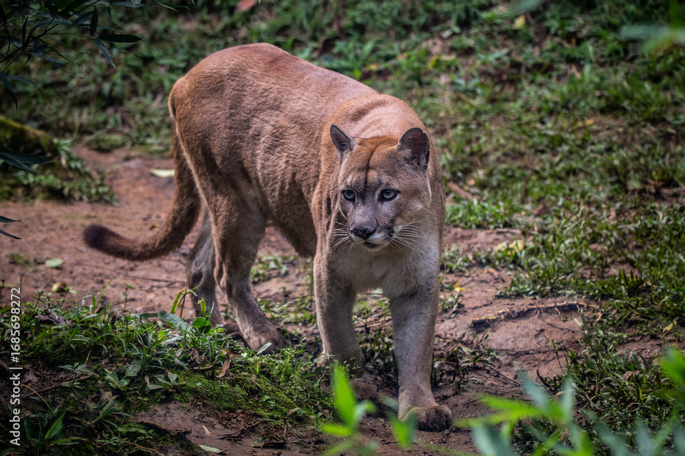 Fototapeta premium Puma concolor (cougar)(mountain lion)(puma)