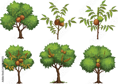 Nut‑bearing tree illustration, green foliage, brown and green nuts, botanical drawing, agriculture concept, food crop, nature design, tropical plant, farming, harvest season, botanical art