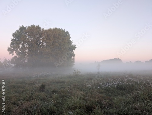 Fog in the field on the river and in the forest