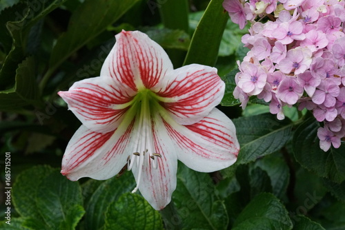 Amaryllis (Hippeastrum)