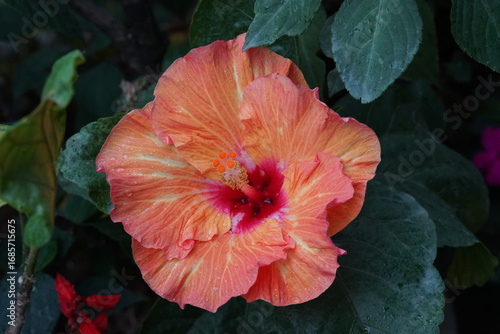 Hibiscus Flower