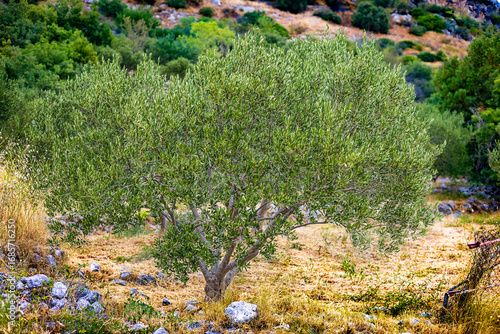 Green olive tree in the mountains of Croatia. Olive tree garden on a mountainside on a sunny day