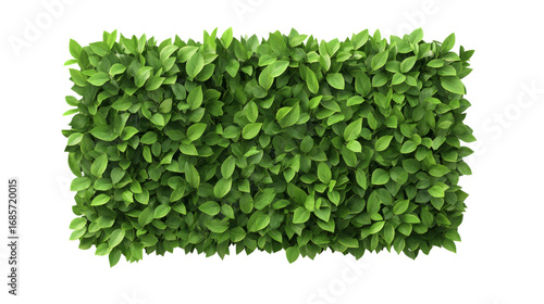 Green Leaf Hedge, Top View, Isolated on Transparent Background, Nature Texture, Foliage, Greenery, Plant