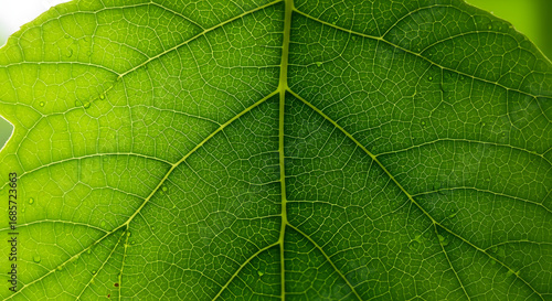 Detailed Green Leaf Vein Structure Abstract Close-up