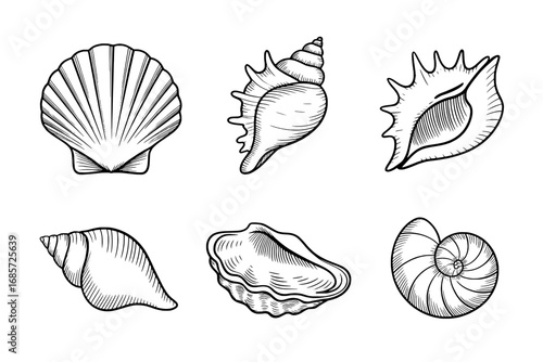 Six Seashells: Detailed Line Art Illustrations of Scallop, Conch, Murex, Turritella, Oyster, and Nautilus Shells