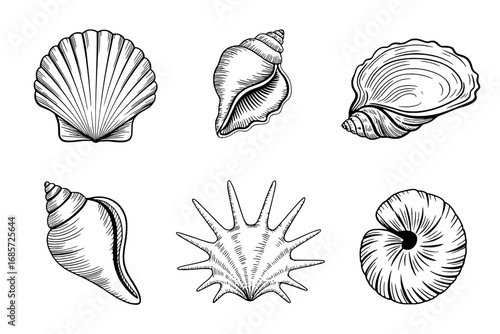 Six Seashells: Detailed Line Art Illustrations of Various Shell Types