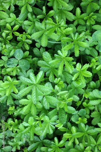 Wallpaper Mural Creeping cinquefoil (Potentilla reptans) grows in nature Torontodigital.ca
