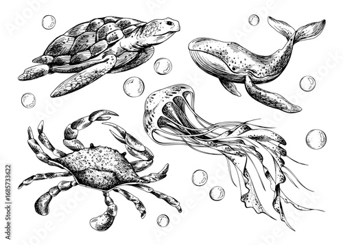 Hand drawn line art illustration of turtle, crab, whale and jellyfish. Black ink nautical collection with bubbles, perfect for clipart, marine artworks, underwater design and vintage sets.
