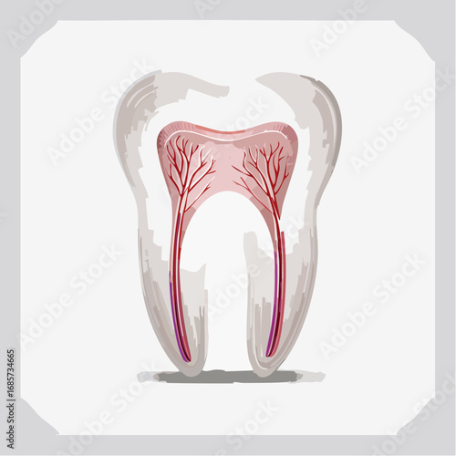 Anatomical illustration of a human tooth cross-section revealing its internal structure and blood vessels, presented in a clean, stylized graphic