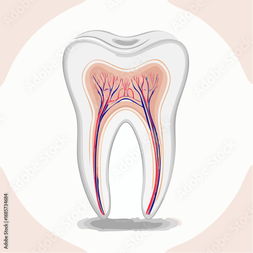 Tooth anatomy illustration showcasing the pulp, blood vessels, and root structure