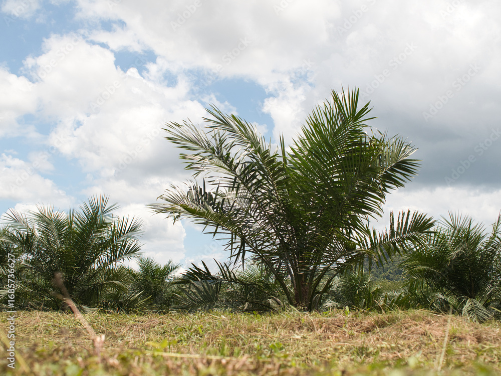 Obraz premium Oil palm plantations in southern Thailand