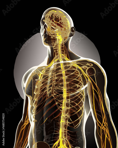 Creative details Full Body Nervous System Vector Illustration | Human Anatomy Diagram for Medical, Educational, and Scientific Use"	