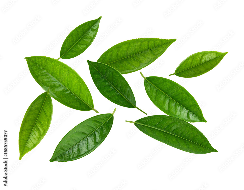 Naklejka premium Green leaves flying in the air isolated on background. 