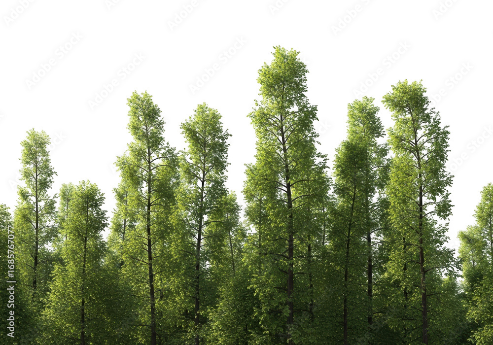 Fototapeta premium Tall green plants isolated on transparent background