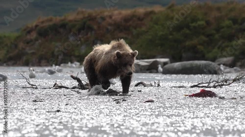 A brown bear fishing for salmon