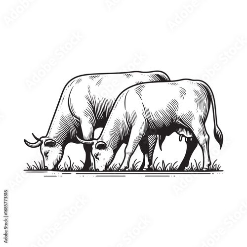 Black and White Vector Illustration of Cows Grazing in a Field