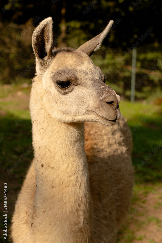 Obraz premium close up of a llama