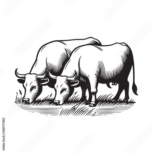 Black and White Vector Illustration of Cows Grazing in a Field