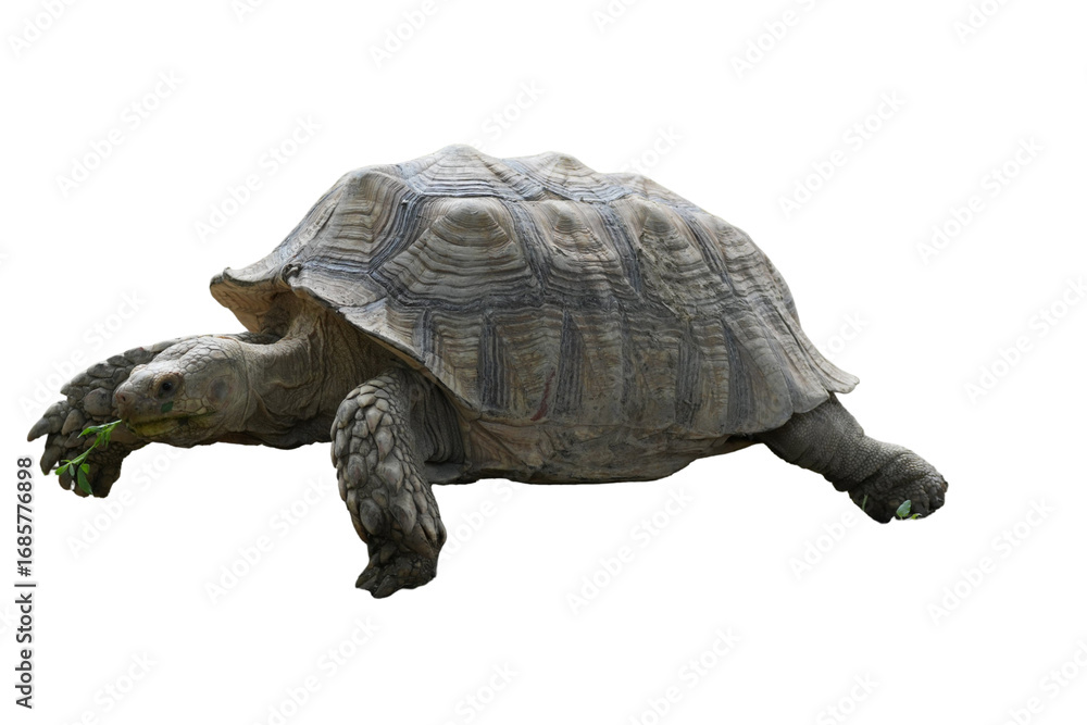 Naklejka premium African Spurred Tortoise [Centrochelys sulcata] Isolated on a White Background with Copy Text Space. Unique Exotic Reptile Element for Wildlife Posters, Cultural Themes, and Nature-Inspired Designs. 