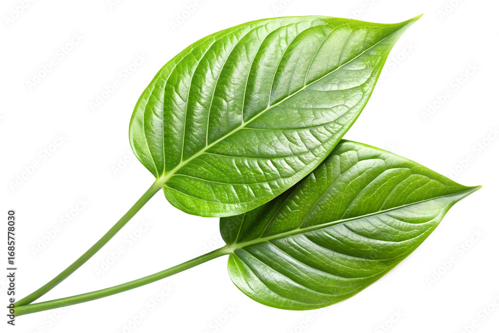 Obraz premium Two vibrant green betel leaves isolated on transparent background, showcasing their intricate veins and fresh, natural beauty