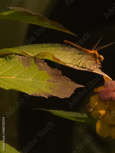 dragonfly on leaf with black background 