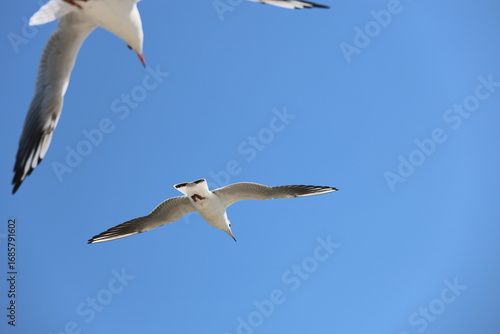 seagull flying in the sky