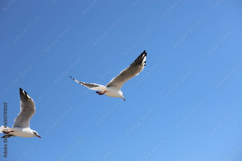 Obraz premium seagull flying in the sky